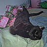 black_cat, cat, animal, pet, indoor, clothing, blanket, box, canada_dry, strawberry_fruit_splash, container, paper, relaxed, sleepy, feline, tail, fur, resting, cozy, household