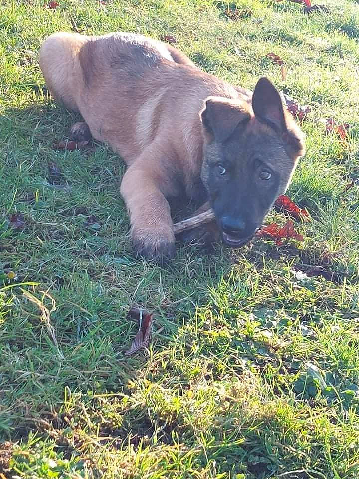 Athena participe au concours pour gagner de l'argent avec cette photo : canidae, carnivore, companion_dog, dog, dog_breed, eye, fawn, felidae, grass, grassland, groundcover, guard_dog, landscape, meadow, pasture, plant, prairie, tail, terrestrial_animal, working_animal