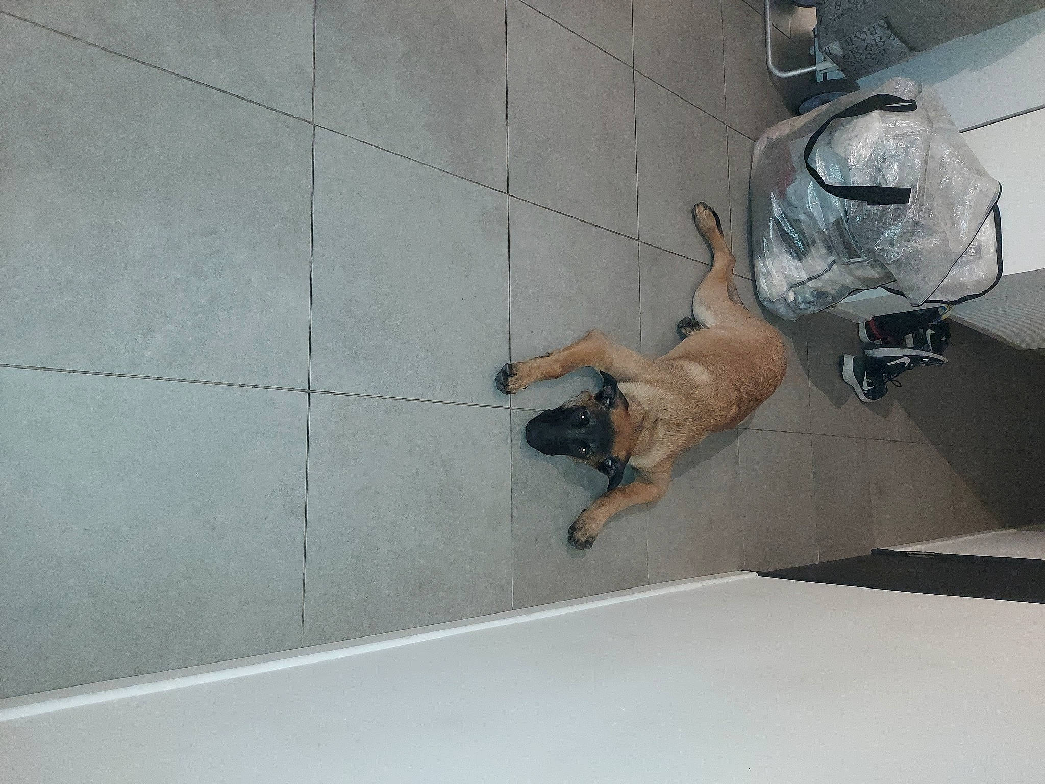 Athena participe au concours pour gagner de l'argent avec cette photo : automotive_design, automotive_exterior, automotive_lighting, carnivore, dog, dog_breed, door, elbow, floor, flooring, foot, hood, human_leg, knee, leg, sporting_group, thigh, vehicle_door, window, wood