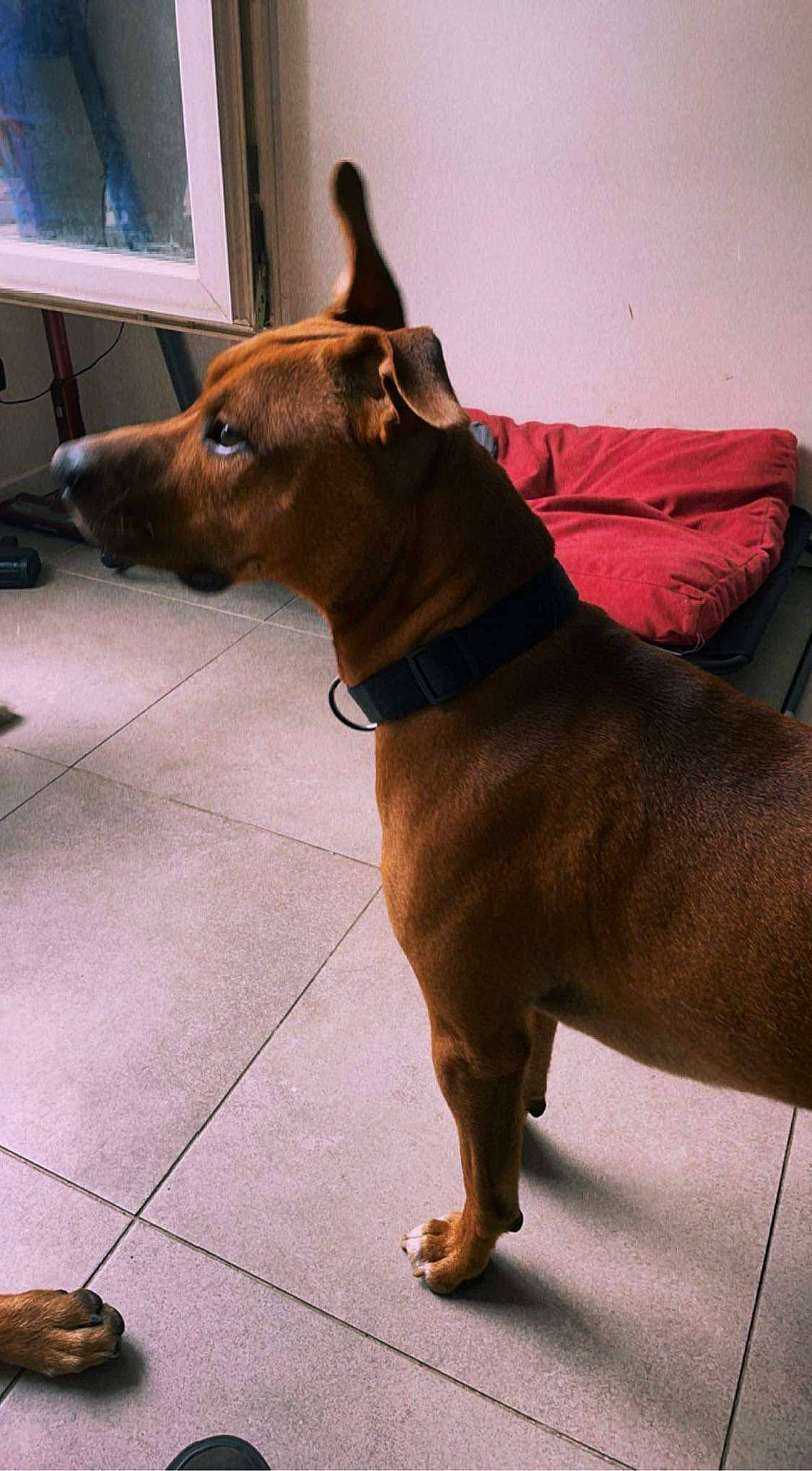 Athos participe au concours pour gagner de l'argent avec cette photo : brown, carnivore, collar, companion_dog, dog, dog_breed, dog_collar, dog_supply, fawn, flooring, fur, liver, pet_supply, snout, sporting_group, tail, television, whiskers, window, working_animal