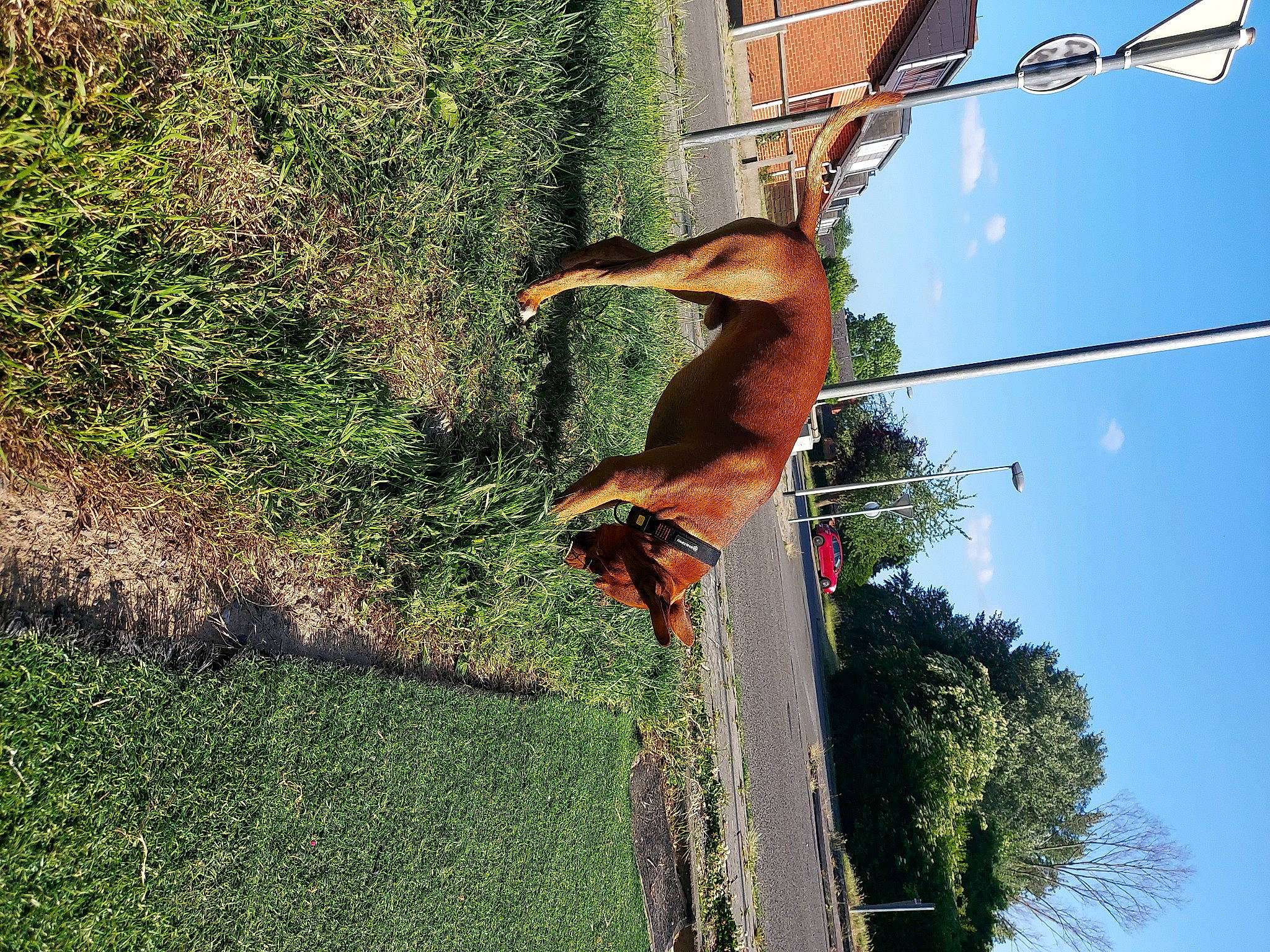 Athos participe au concours pour gagner de l'argent avec cette photo : arecales, beak, bird, grass, grass_family, groundcover, landscape, palm_tree, plant, pole, shrub, sky, soil, street_light, sunlight, tail, tree, trunk, wood, woody_plant