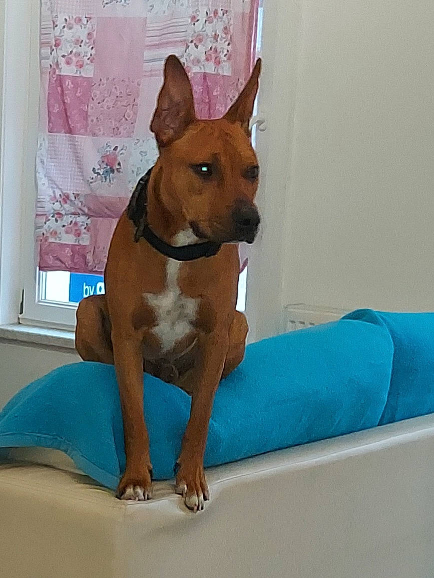 Athos a rejoint le concours — aidez-le/la à gagner de superbes lots ! ancient_dog_breeds, canidae, carnivore, collar, comfort, companion_dog, dog, dog_breed, dog_collar, dog_supply, elbow, fawn, non_sporting_group, pet_supply, snout, sporting_group, toy_dog, working_animal