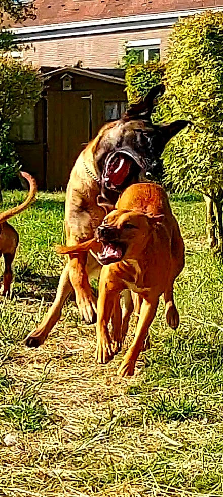 Athena a rejoint le concours — aidez-le/la à gagner de superbes lots ! canidae, carnivore, companion_dog, dog, dog_breed, dog_supply, door, fawn, fun, grass, liver, plant, recreation, snout, sporting_group, tail, terrestrial_animal, tree, wood, working_animal