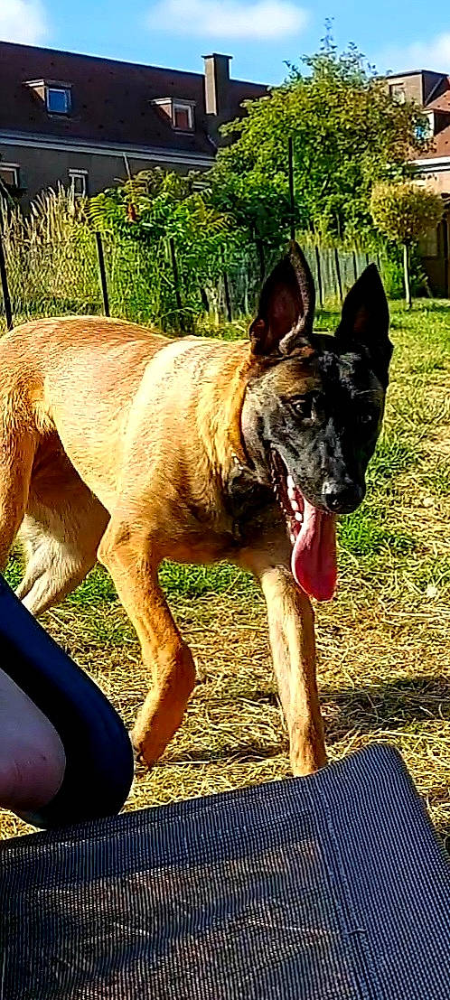 Athena participe au concours pour gagner de l'argent avec cette photo : canidae, carnivore, collar, companion_dog, dog, dog_breed, dog_supply, fawn, german_shepherd_dog, grass, guard_dog, herding_dog, plant, recreation, snout, sporting_group, terrestrial_animal, tree, working_animal, working_dog