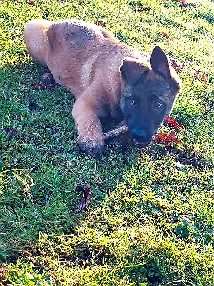 Athena a rejoint le concours — aidez-le/la à gagner de superbes lots ! canidae, carnivore, companion_dog, dog, dog_breed, fawn, field, grass, grass_family, grassland, groundcover, livestock, meadow, pasture, plant, prairie, ranch, tail, terrestrial_animal, working_animal