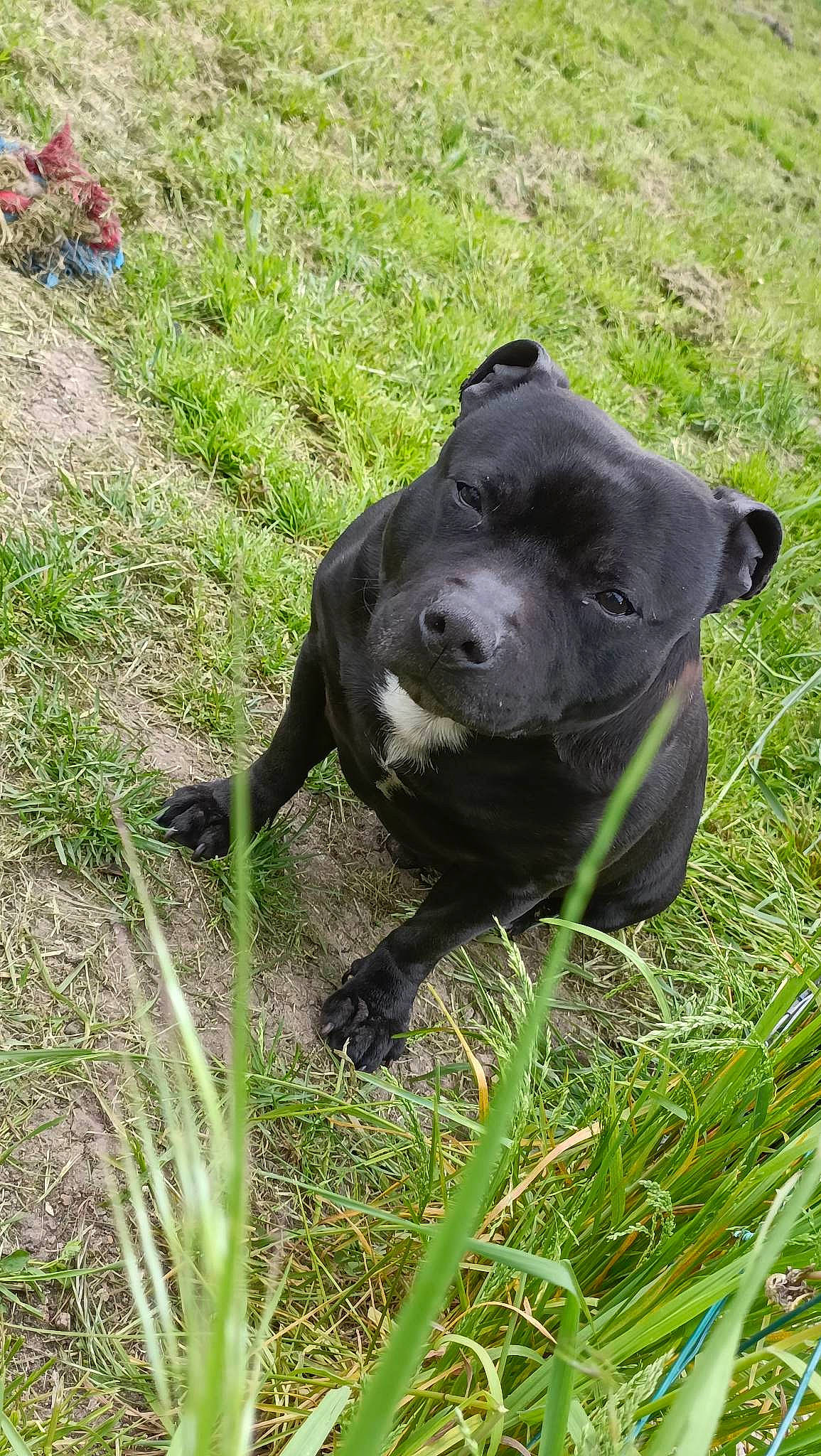 Newton a rejoint le concours — aidez-le/la à gagner de superbes lots ! borador, canidae, carnivore, collar, companion_dog, dog, dog_breed, dog_collar, fawn, grass, grassland, groundcover, gun_dog, plant, snout, sporting_group, tail, terrestrial_animal, whiskers, working_animal