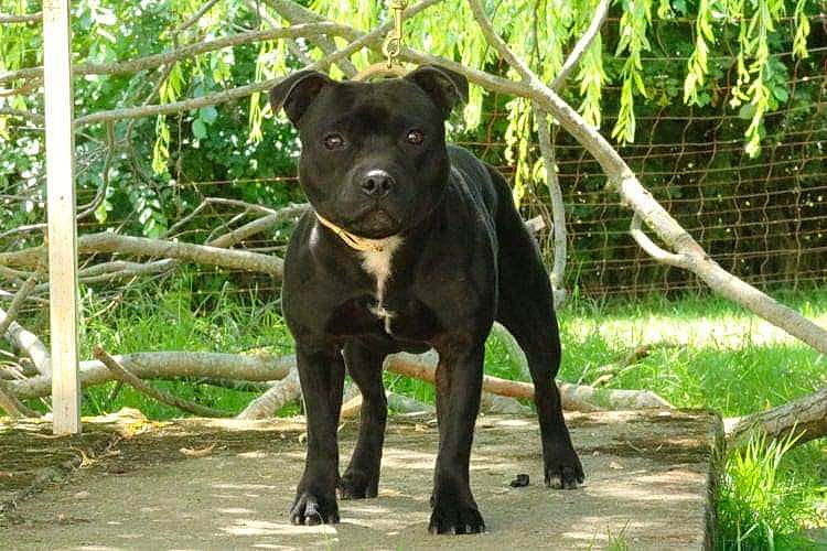 Newton participe au concours pour gagner de l'argent avec cette photo : borador, canidae, carnivore, companion_dog, dog, dog_breed, fawn, grass, guard_dog, liver, molosser, plant, snout, sporting_group, street_dog, tail, terrestrial_animal, tree, working_animal, working_dog