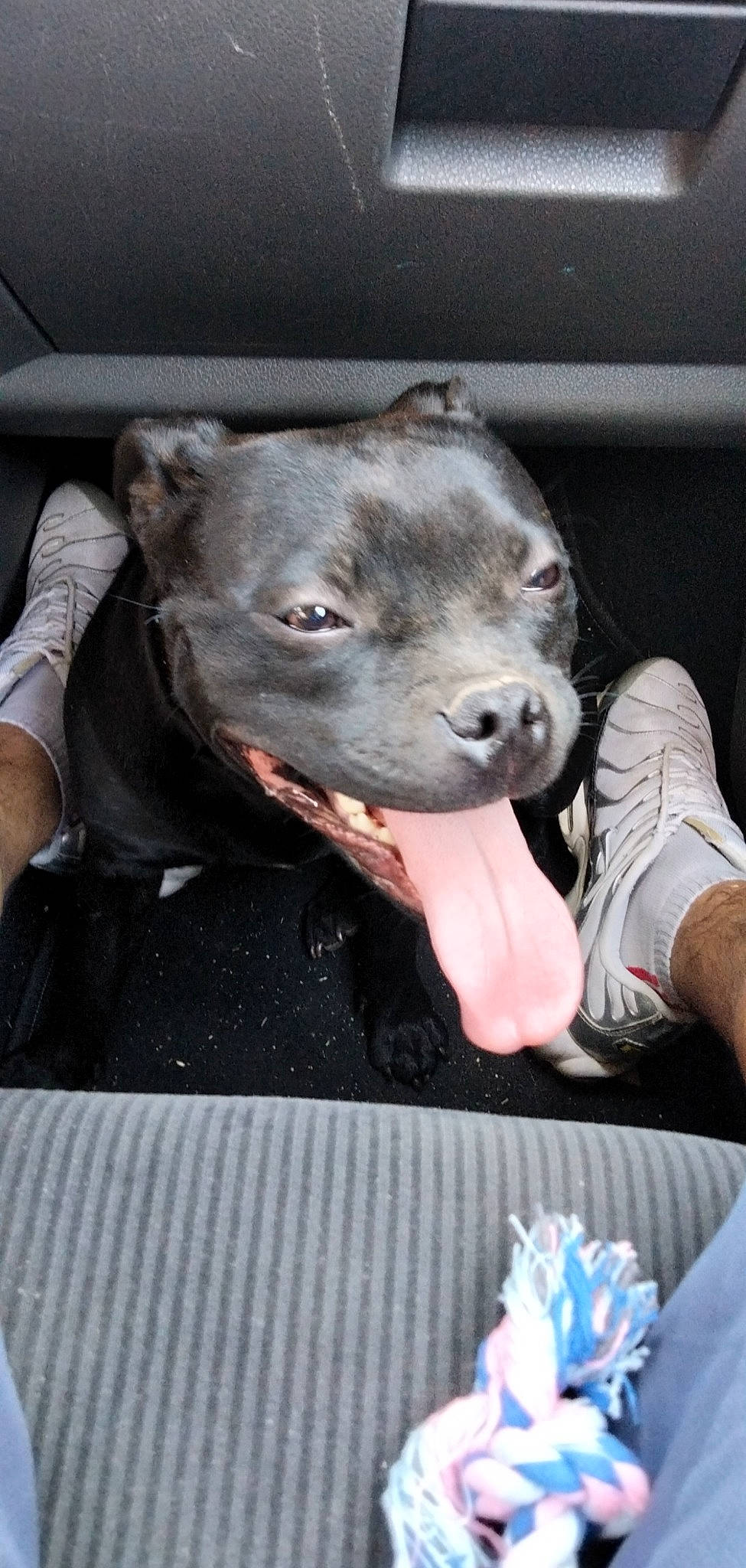 Sanna participe au concours pour gagner de l'argent avec cette photo : blue, bumper, canidae, carnivore, companion_dog, dog, dog_breed, fawn, fur, grille, guard_dog, hood, livestock, non_sporting_group, snout, sporting_group, terrestrial_animal, whiskers, windshield, working_animal