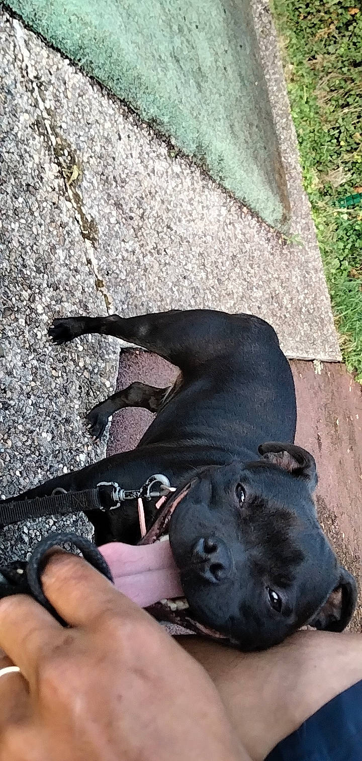 Sanna participe au concours pour gagner de l'argent avec cette photo : borador, canidae, carnivore, collar, companion_dog, dog, dog_breed, dog_collar, fashion_accessory, fur, grass, non_sporting_group, personal_protective_equipment, pet_supply, road_surface, shadow, snout, sporting_group, terrestrial_animal, working_animal