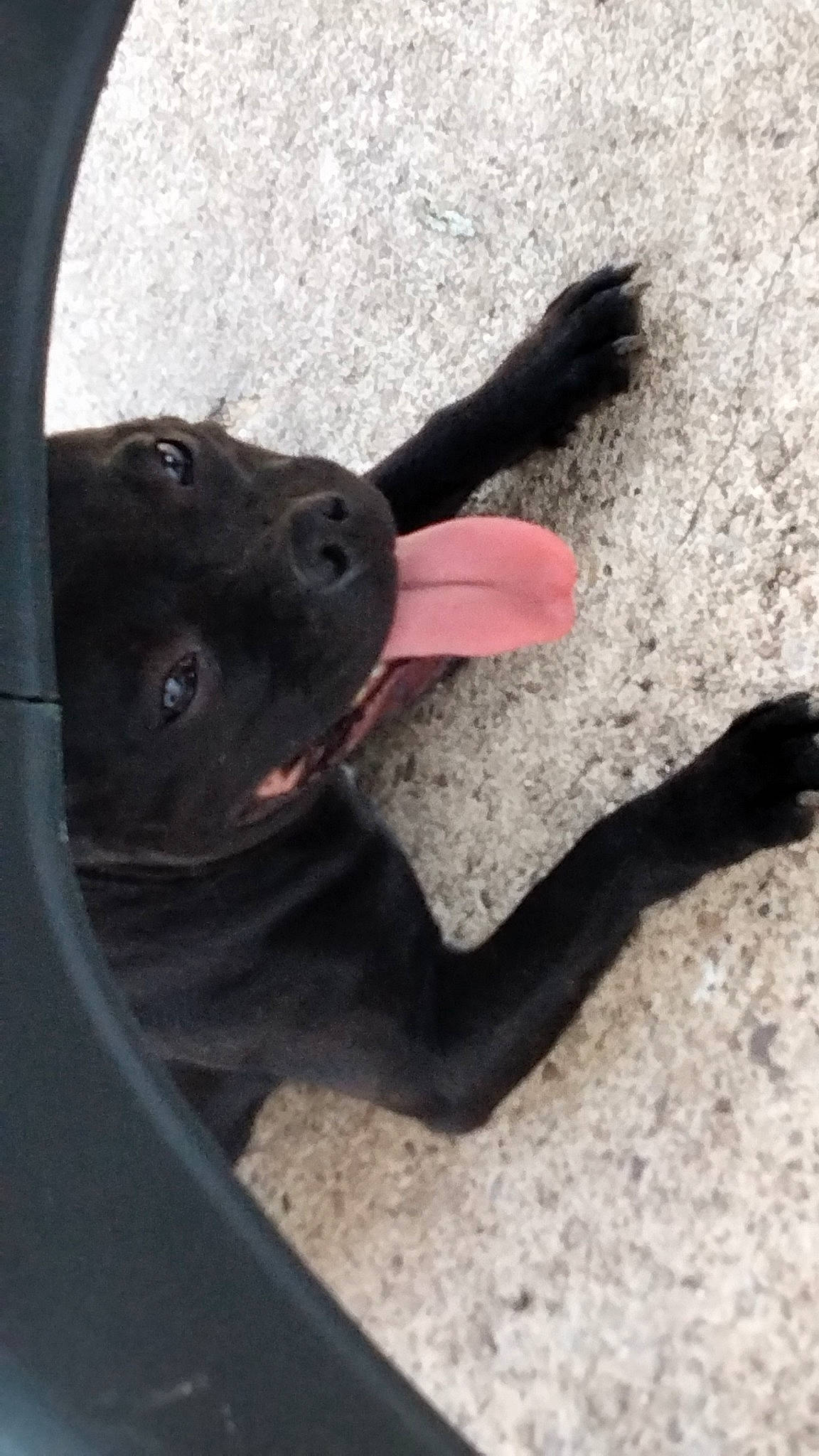 Sanna participe au concours pour gagner de l'argent avec cette photo : auto_part, canidae, carnivore, collar, companion_dog, dog, dog_breed, dog_collar, foot, gesture, non_sporting_group, paw, shadow, snout, sporting_group, tail, tints_and_shades, vehicle_door, whiskers, working_animal