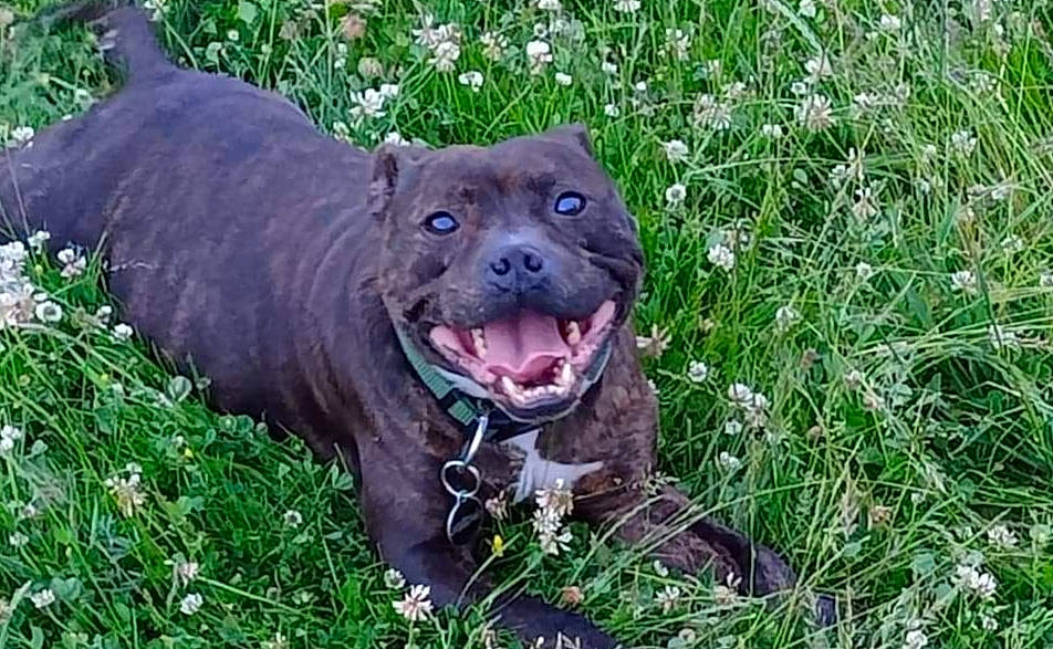 Oaxes a rejoint le concours — aidez-le/la à gagner de superbes lots ! canidae, carnivore, companion_dog, dog, dog_breed, fawn, grass, grassland, groundcover, gun_dog, hunting_dog, liver, plant, pointing_breed, retriever, snout, sporting_group, terrestrial_animal, whiskers, working_animal