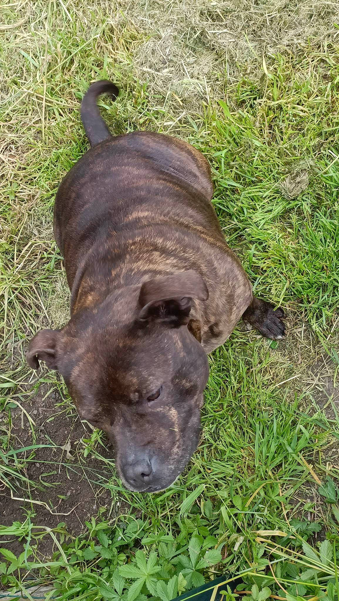 Oaxes a rejoint le concours — aidez-le/la à gagner de superbes lots ! borador, canidae, carnivore, collar, dog, dog_breed, dog_collar, fawn, grass, gun_dog, hunting_dog, liver, non_sporting_group, plant, snout, sporting_group, terrestrial_animal, treeing_tennessee_brindle, working_animal