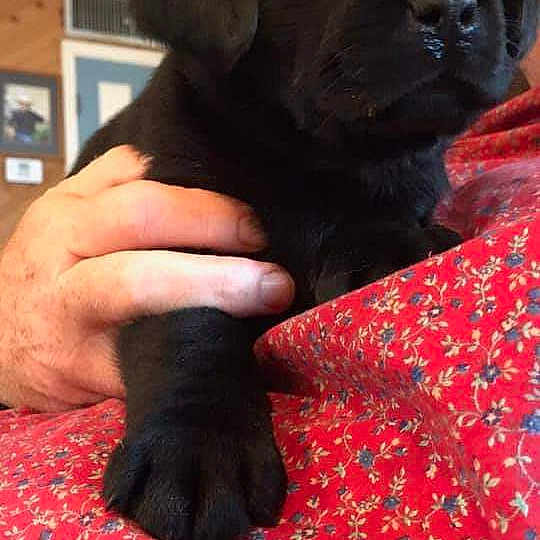 Jake is registered to the contest to win money with this photo: beagador, borador, cane_corso, canidae, carnivore, companion_dog, dog, dog_breed, fawn, flat_coated_retriever, labrador_retriever, mammal, pointing_breed, puppy, retriever, snout, sporting_group