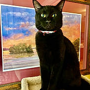 Binx is registered to the contest to win money with this photo: black_cat, cat, pet, indoor, portrait, animal, feline, collar, perch, painting, framed_art, green_eyes, fur, sitting, looking_at_camera, decor, wall, furniture, household, close_up