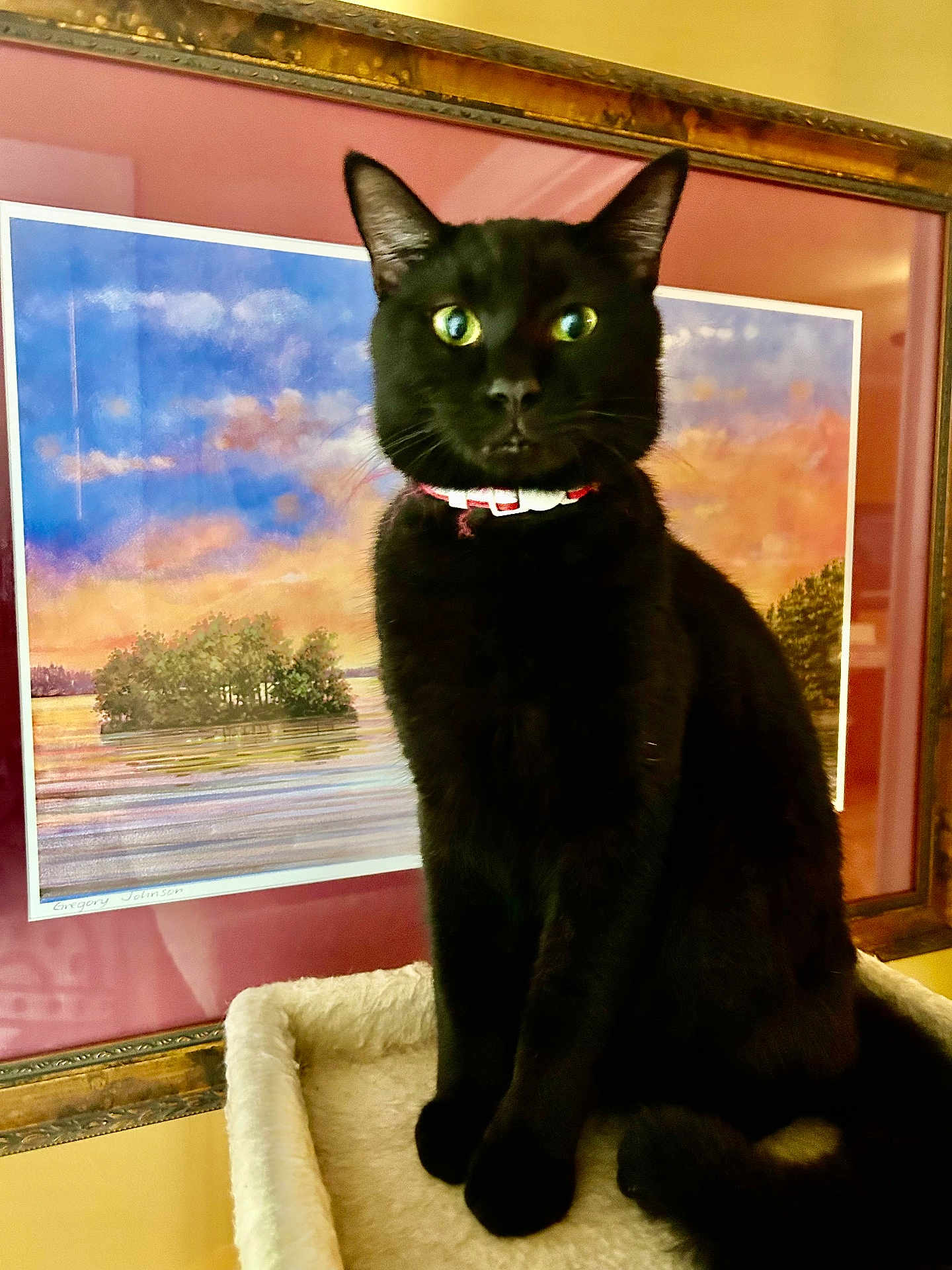 Binx is registered to the contest to win money with this photo: black_cat, cat, pet, indoor, portrait, animal, feline, collar, perch, painting, framed_art, green_eyes, fur, sitting, looking_at_camera, decor, wall, furniture, household, close_up