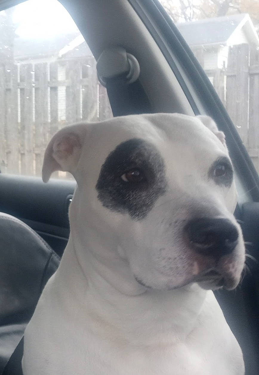 Cali joined the competition — help win amazing prizes! automotive_mirror, canidae, car, carnivore, collar, companion_dog, dog, dog_breed, dog_collar, door, monochrome_photography, snout, sporting_group, tire, vehicle, vehicle_door, whiskers, window, windshield, working_animal