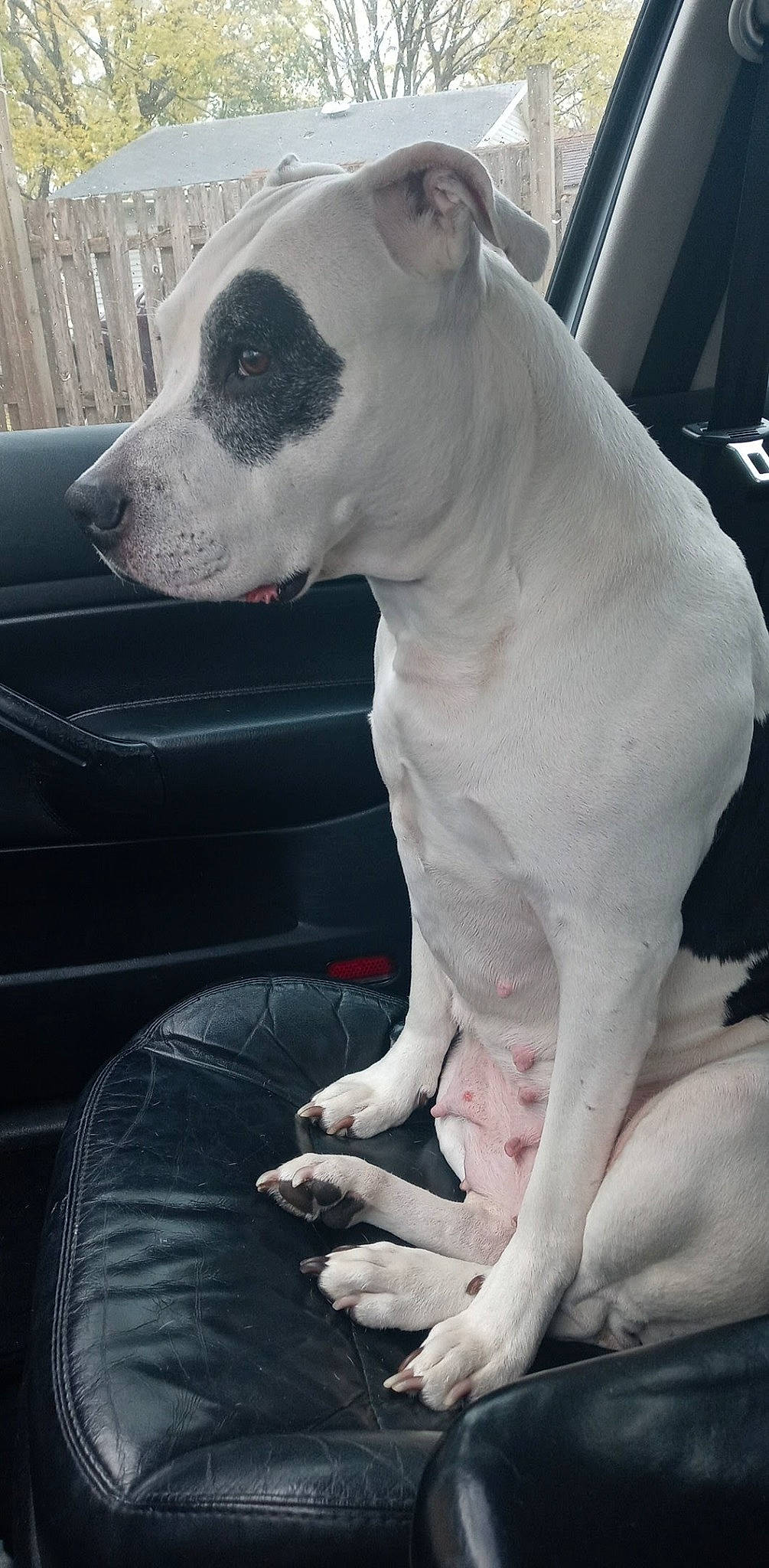 Cali joined the competition — help win amazing prizes! canidae, car, carnivore, collar, companion_dog, dog, dog_breed, dog_collar, fawn, hood, mammal, snout, sporting_group, terrestrial_animal, vehicle, vehicle_door, whiskers, white, windshield, working_animal