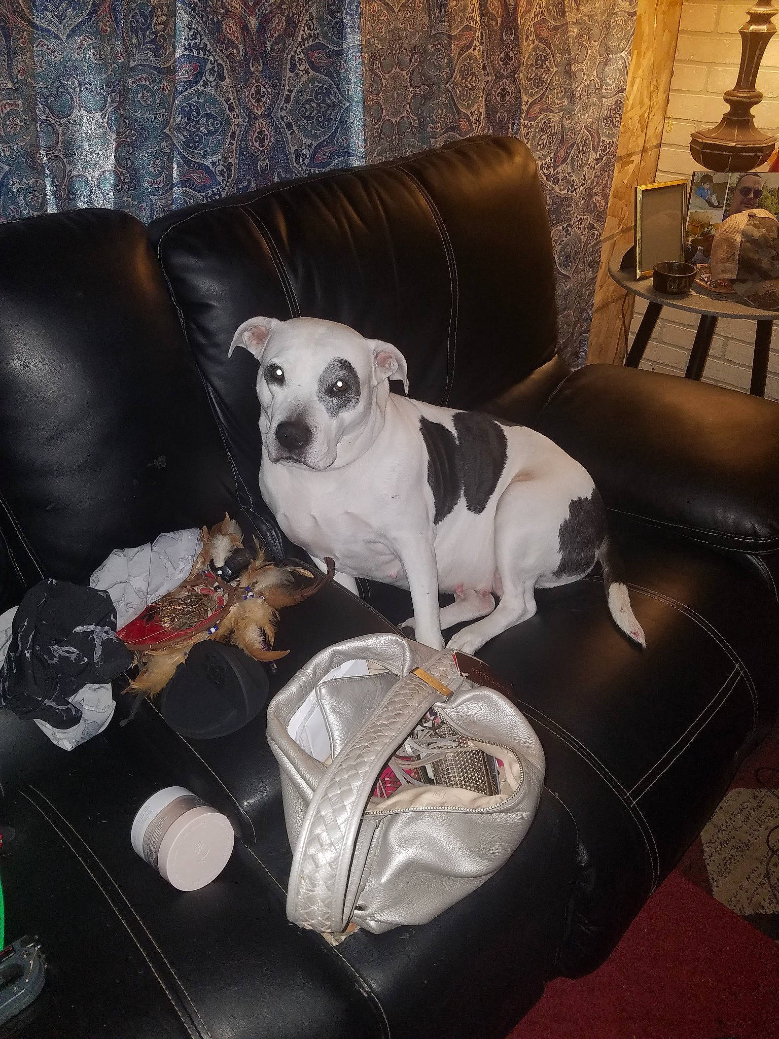 Cali joined the competition — help win amazing prizes! armrest, bag, carnivore, chair, collar, comfort, companion_dog, couch, dog, dog_breed, dog_supply, eyewear, fawn, living_room, picture_frame, sitting, snout, sporting_group, toy_dog, working_animal