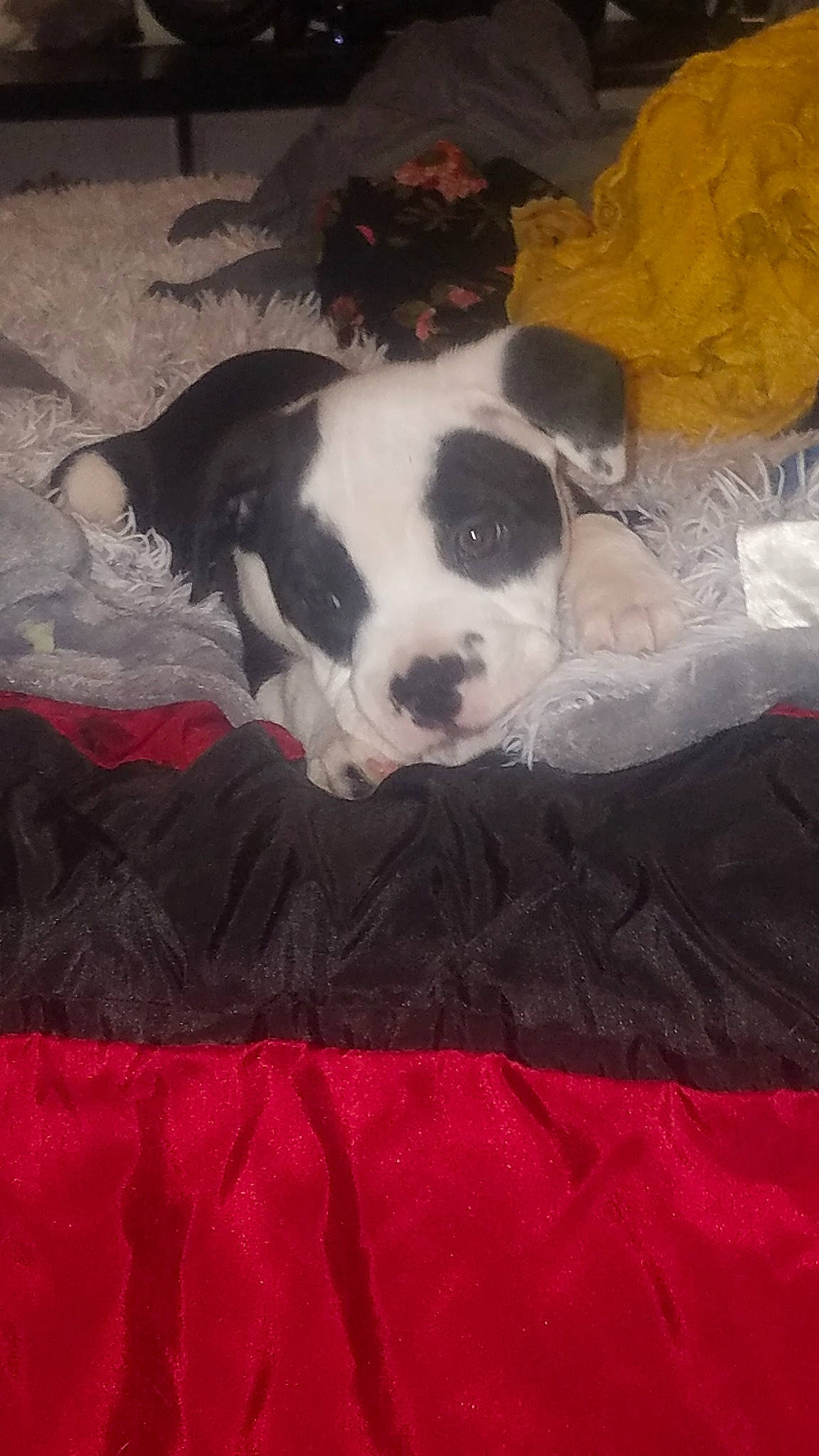 Rocky is registered to the contest to win money with this photo: boston_terrier, canidae, carmine, carnivore, comfort, companion_dog, dog, dog_breed, fawn, fur, linens, non_sporting_group, room, snout, sporting_group, terrestrial_animal, toy_dog, visual_arts, whiskers, working_animal