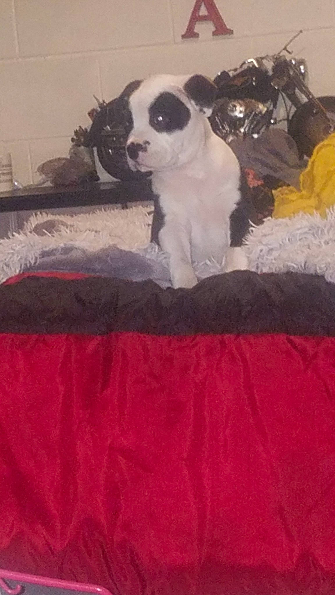 Rocky joined the competition — help win amazing prizes! art, bed, carnivore, comfort, companion_dog, couch, dog, dog_breed, dog_supply, door, fur, linens, magenta, pattern, sporting_group, tail, tints_and_shades, toy_dog, visual_arts, working_animal