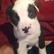 Rocky joined the competition — help win amazing prizes! puppy, dog, black_and_white, close_up, young_dog, pet, animal, person, hand, clothing, hoodie, maroon, indoor, cute, face, fur, canine, sitting, portrait, companion