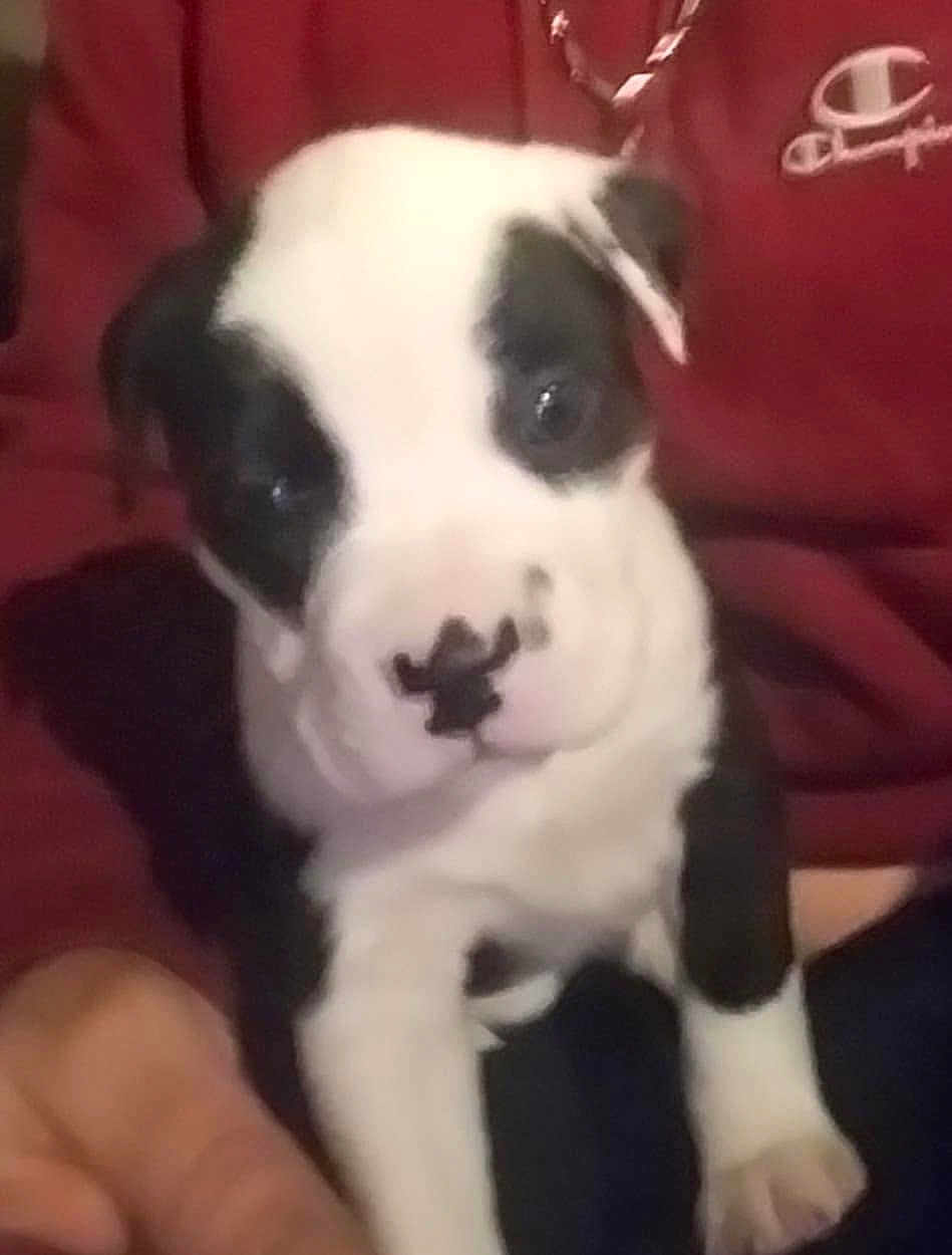 Rocky joined the competition — help win amazing prizes! puppy, dog, black_and_white, close_up, young_dog, pet, animal, person, hand, clothing, hoodie, maroon, indoor, cute, face, fur, canine, sitting, portrait, companion