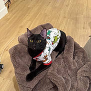 Gigi is registered to the contest to win money with this photo: animal, basket, black_cat, blanket, cat, clothing, cozy, ears, food_bowl, fur, hardwood_floor, indoor, mat, pajamas, pet, pet_toys, portrait, sofa, whiskers, yellow_eyes