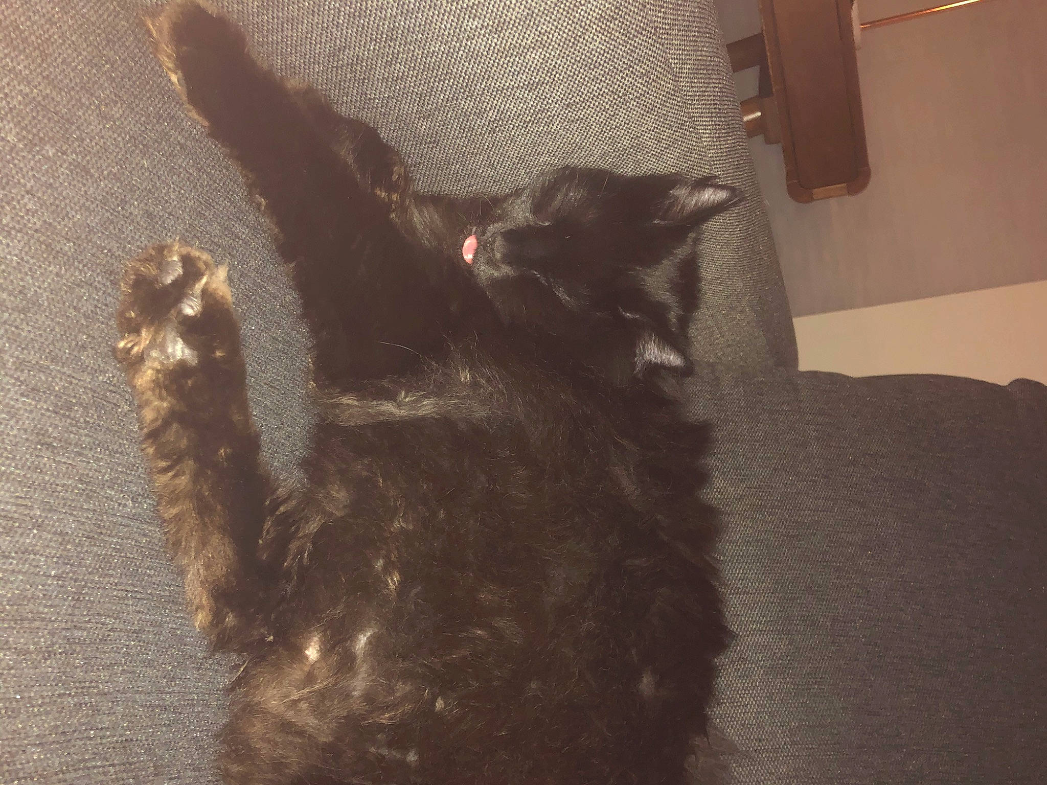 Trunks is registered to the contest to win money with this photo: black_cat, carnivore, cat, domestic_short_haired_cat, felidae, fur, small_to_medium_sized_cats, tail, whiskers