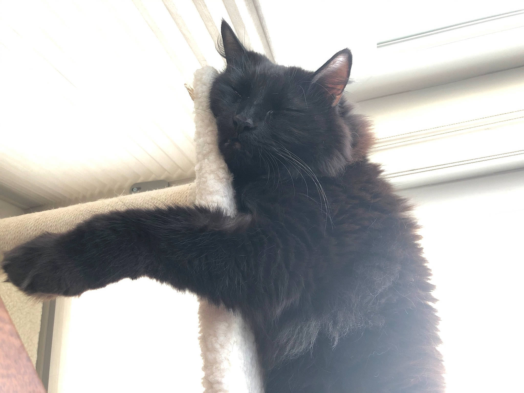 Trunks joined the competition — help win amazing prizes! black_cat, carnivore, cat, ear, felidae, fur, kitten, leg, mammal, nebelung, polydactyl_cat, small_to_medium_sized_cats, tail, whiskers