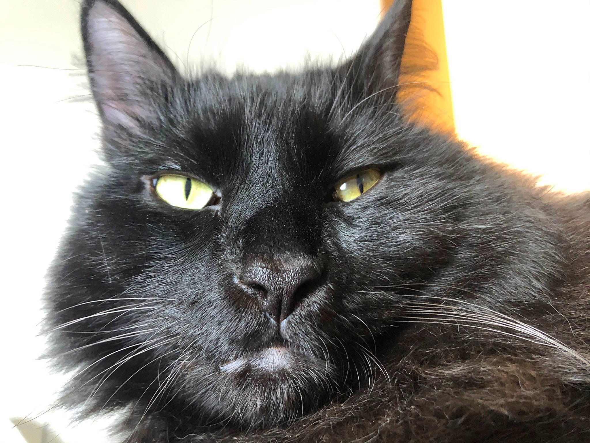 Trunks is registered to the contest to win money with this photo: black_and_white, black_cat, bombay, carnivore, cat, close_up, domestic_long_haired_cat, domestic_short_haired_cat, ear, eye, felidae, fur, korat, maine_coon, mammal, nebelung, small_to_medium_sized_cats, snout, vertebrate, whiskers