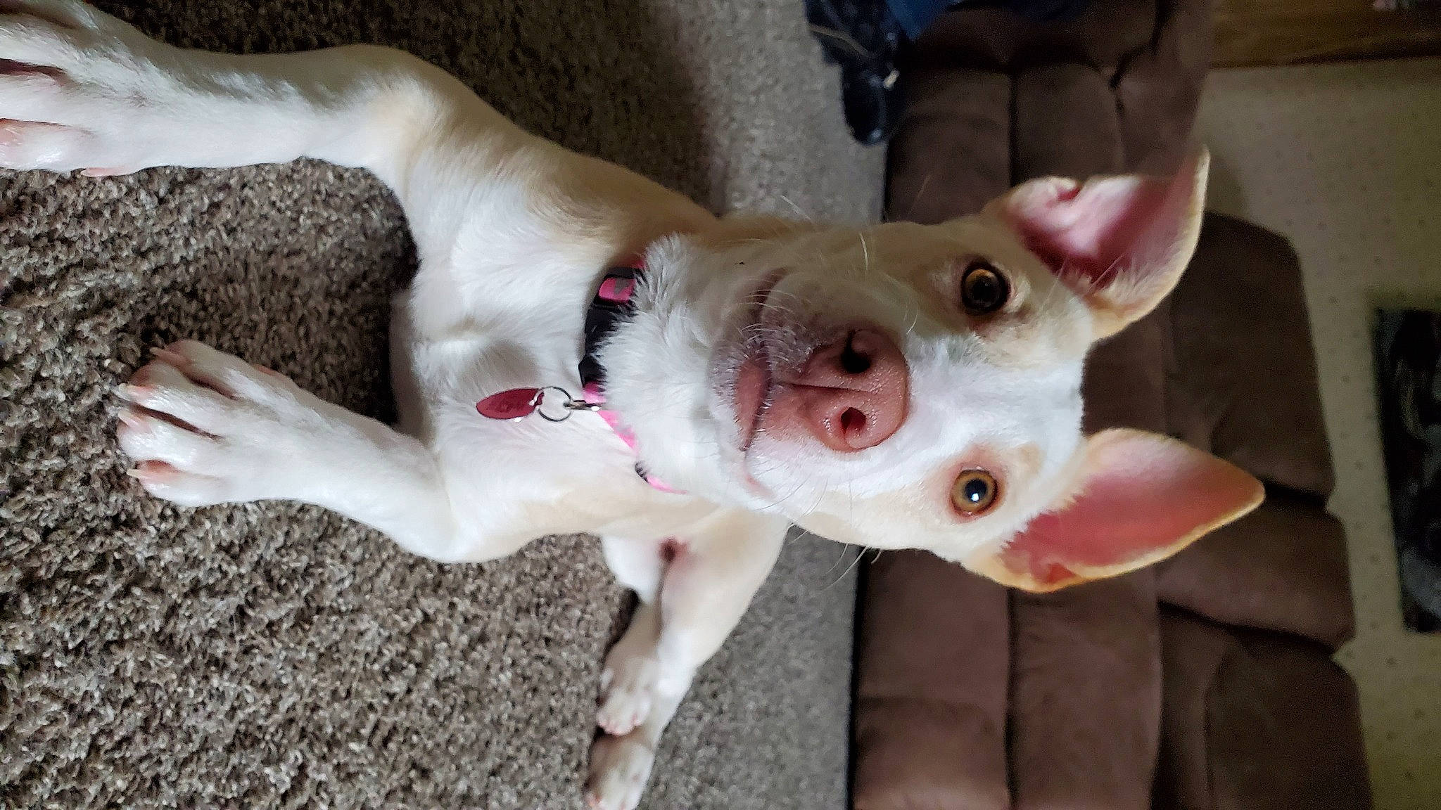 Cher joined the competition — help win amazing prizes! canidae, carmine, carnivore, collar, companion_dog, dog, dog_breed, fawn, jaw, non_sporting_group, paw, snout, sporting_group, tail, terrestrial_animal, whiskers, working_animal