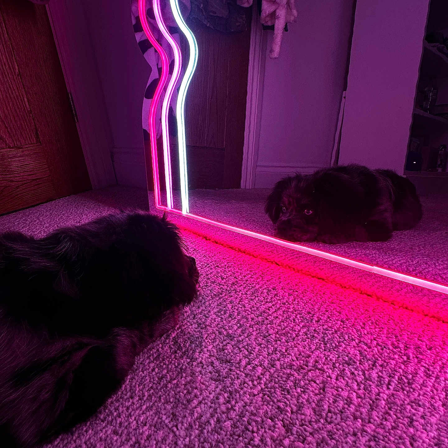 Koda joined the competition — help win amazing prizes! animal, bed, bedroom, canine, cat, couch, dog, duel, flare, furniture, indoors, laser, light, lighting, neon, person, pet, puppy, purple, shelf