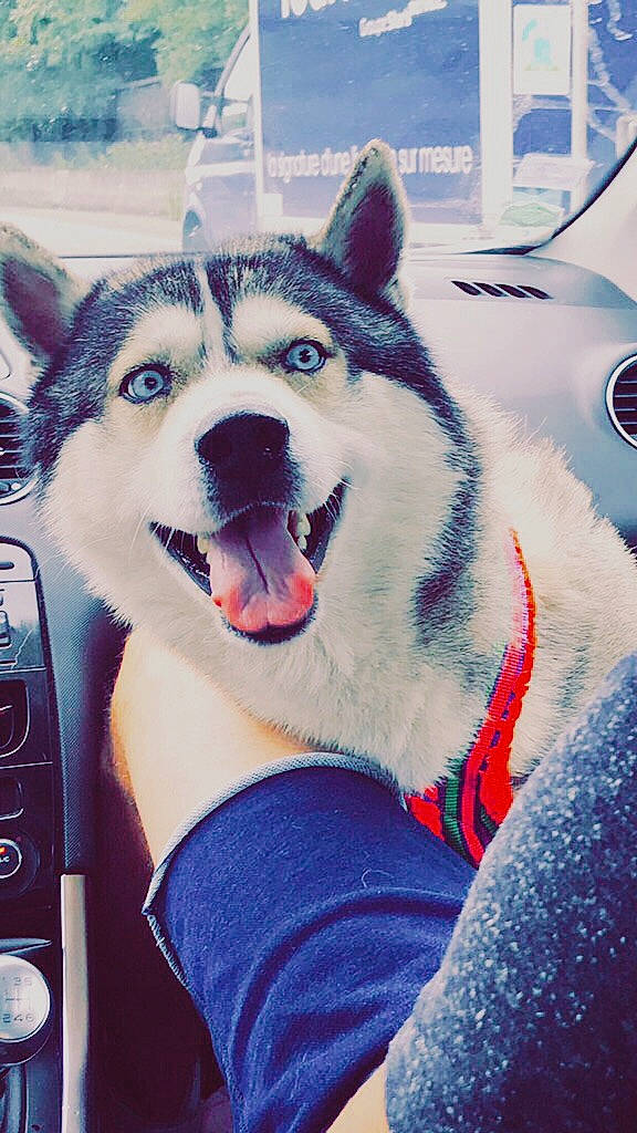 Inouk a rejoint le concours — aidez-le/la à gagner de superbes lots ! dog, dog_breed, dog_breed_group, dog_like_mammal, fur, mammal, sakhalin_husky, siberian_husky, sled_dog, snout, snow, spitz, vertebrate, winter