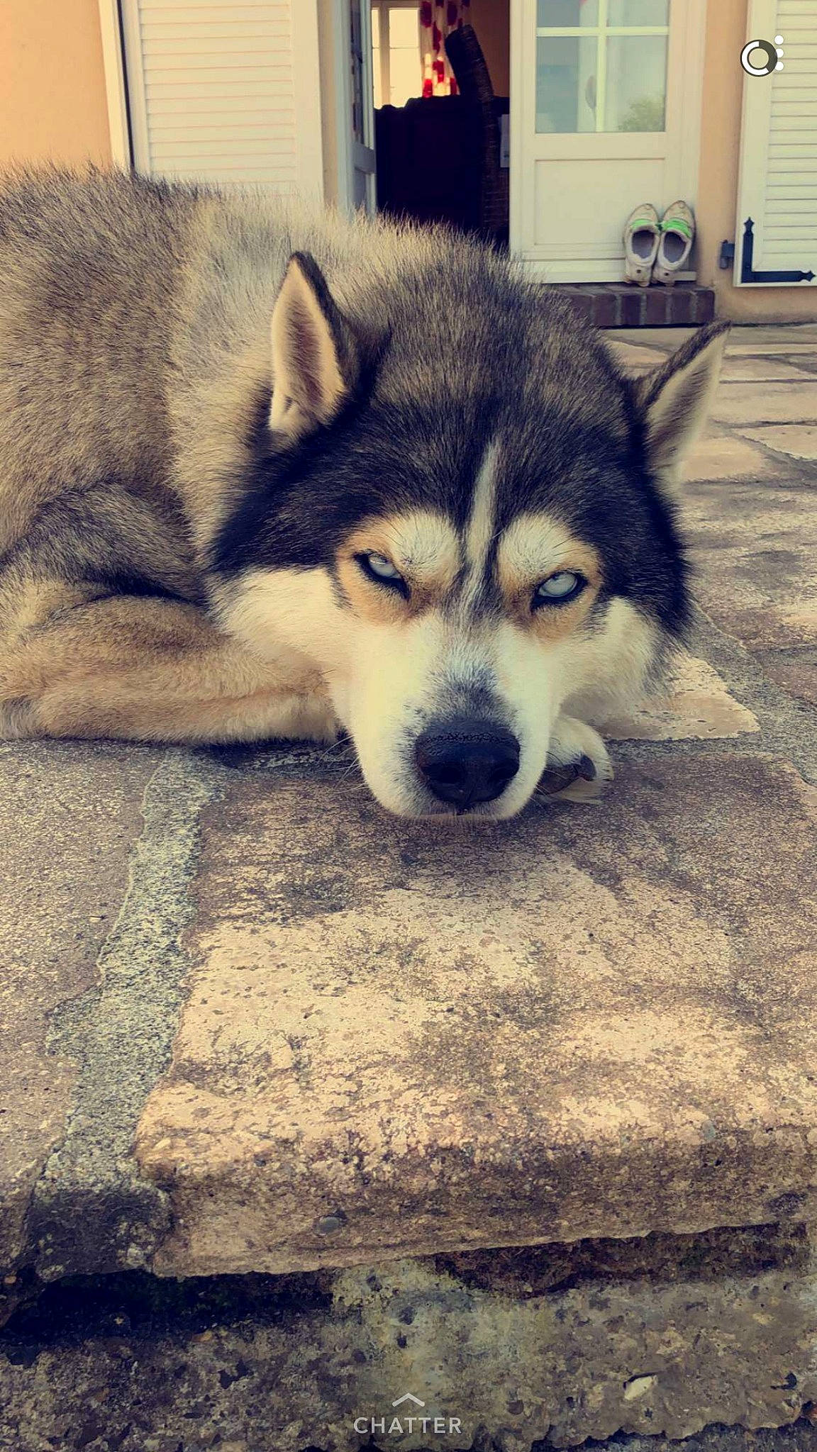 Inouk a rejoint le concours — aidez-le/la à gagner de superbes lots ! alaskan_klee_kai, alaskan_malamute, carnivoran, dog, dog_breed, dog_breed_group, dog_like_mammal, eye, miniature_siberian_husky, sakhalin_husky, seppala_siberian_sleddog, siberian_husky, sled_dog, snout, tamaskan_dog, whiskers