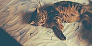 Chuck participe au concours pour gagner de l'argent avec cette photo :