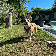 Falco a rejoint le concours — aidez-le/la à gagner de superbes lots ! animal, backyard, canine, collar, daytime, dog, fence, garden, grass, house, leaf, nature, outdoor, pet, playful, shadow, sky, summer, sunlight, tree