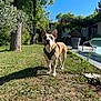 animal, backyard, canine, collar, daytime, dog, fence, garden, grass, house, leaf, nature, outdoor, pet, playful, shadow, sky, summer, sunlight, tree