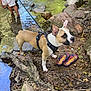 Falco participe au concours pour gagner de l'argent avec cette photo : curious, daylight, dog, flip_flops, harness, leash, leaves, nature, outdoor, person, pet, reflection, riverbank, rocks, sand, shallow_water, standing, summer, tree_roots, water