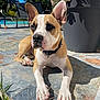 animal, backyard, brown_and_white, canine, chair, collar, daylight, dog, ears_up, grass, leaves, nature, outdoor, pet, pool, potted_plant, relaxed, shadow, sunlight, tile_floor