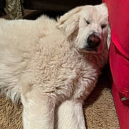 Rocco a rejoint le concours — aidez-le/la à gagner de superbes lots ! dog, sleeping, white_fur, fluffy, indoor, cushion, red, carpet, relaxed, pet, canine, resting, fur, home, cozy, mammal, animal, domestic, companion, quiet