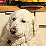 dog, white_dog, fluffy, indoor, kitchen, fruit_bowl, orange, apple, pear, plant, wooden_counter, cabinet, pet, calm, closeup, nose, fur, animal, domestic, portrait