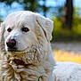 dog, white_dog, fluffy, outdoor, nature, animal, pet, portrait, close_up, fur, collar, canine, mammal, grass, daylight, summer, relaxed, watching, calm, beautiful