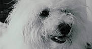 Bounty a rejoint le concours — aidez-le/la à gagner de superbes lots ! dog, white_dog, curly_fur, pet, animal, indoor, close_up, tongue_out, happy, fluffy, cute, companion, portrait, furry, mammal, domestic_animal, friendly, canine, fur_texture, headshot
