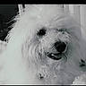 dog, white_dog, curly_fur, pet, animal, indoor, close_up, tongue_out, happy, fluffy, cute, companion, portrait, furry, mammal, domestic_animal, friendly, canine, fur_texture, headshot