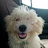 dog, fluffy, white_dog, pet, smiling, car, vehicle_interior, seat, collar, tag, cute, happy, one_eye_closed, fur, animal, domestic_animal, companion, portrait, indoor, closeup