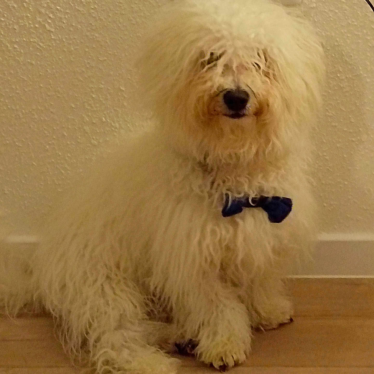 Bounty a rejoint le concours — aidez-le/la à gagner de superbes lots ! dog, white, fluffy, curly_coat, bow_tie, pet, indoor, wooden_floor, wall, texture, sitting, cute, animal, companion, domestic, fur, portrait, canine, mammal, friendly