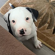 Auggie is registered to the contest to win money with this photo: puppy, dog, white_fur, black_patches, floppy_ears, brown_eyes, pink_nose, paw, pet, animal, portrait, indoor, couch, rug, wood_floor, home, cute, curious, closeup, photography