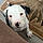 Auggie