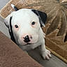 puppy, dog, white_fur, black_patches, floppy_ears, brown_eyes, pink_nose, paw, pet, animal, portrait, indoor, couch, rug, wood_floor, home, cute, curious, closeup, photography