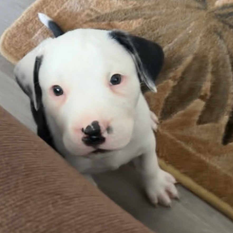 Auggie